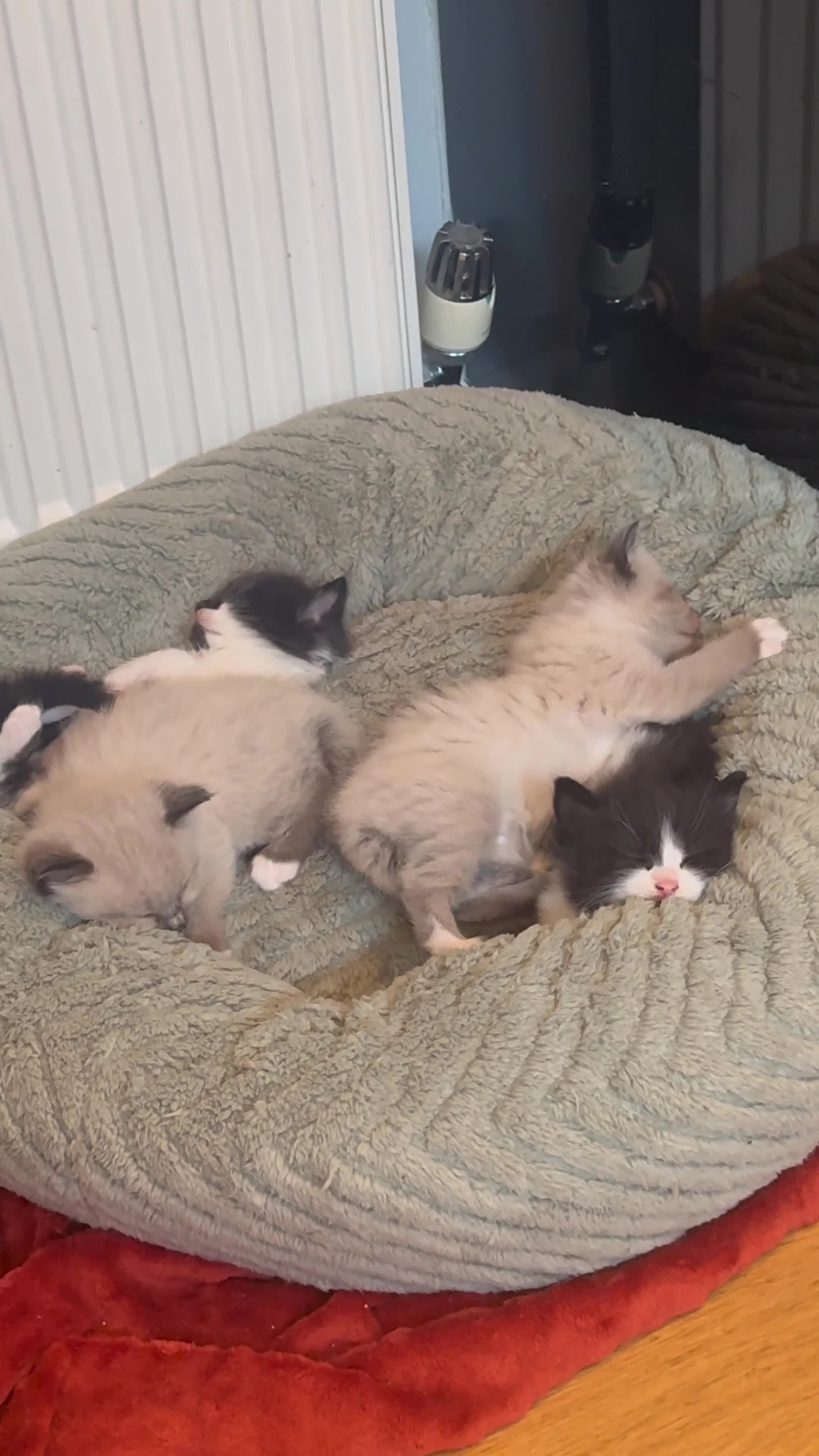 Mixed Breed cats for sale: Gorgeous Mixed Kittens For Sale - Video 1