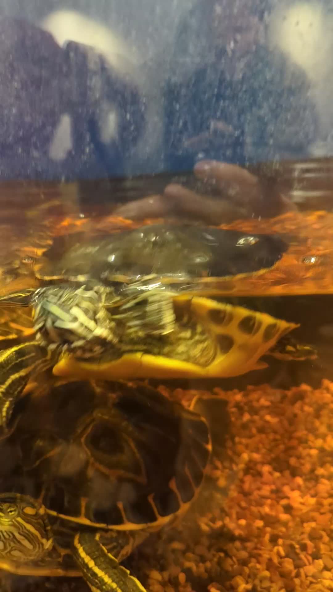 Turtle reptiles for sale: Turtle for sale  - Video 1