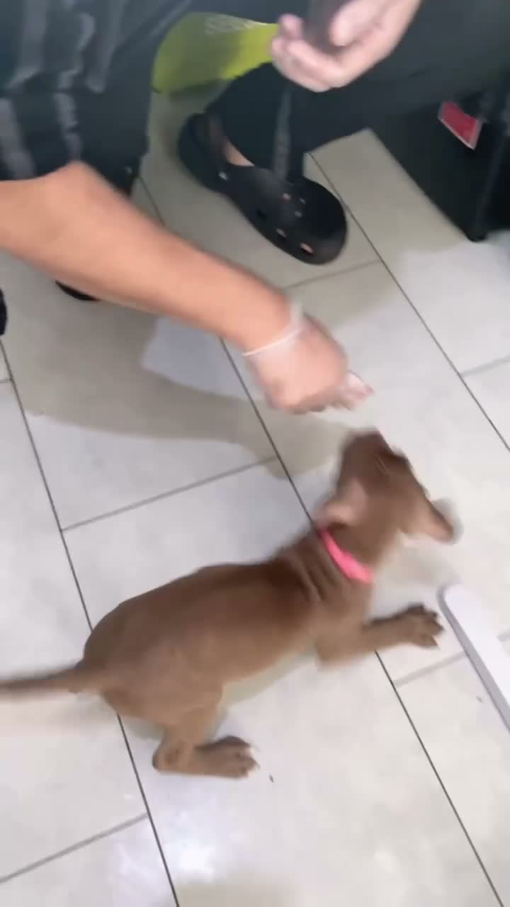 Mixed Breed dogs for sale: 8 week old Merle bandog puppies  - Video 1