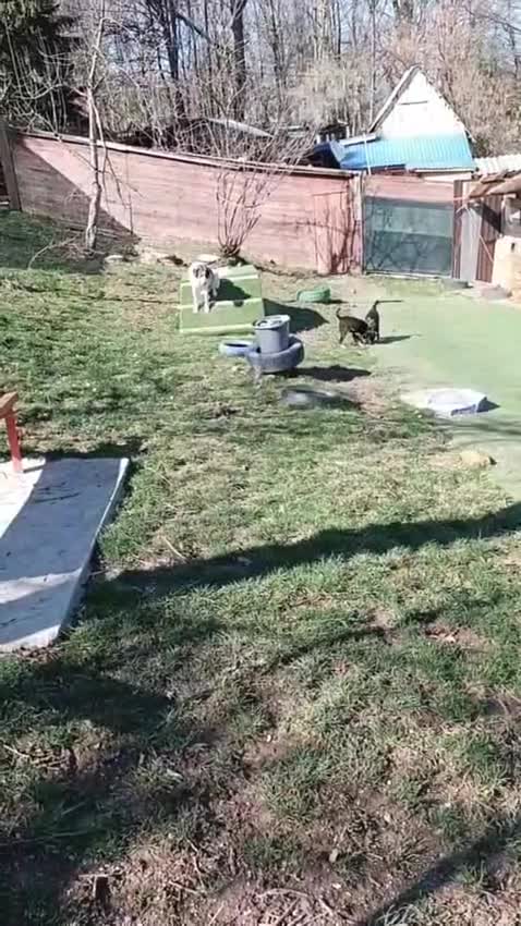 Mixed Breed dogs for adoption: Barker - Video 3