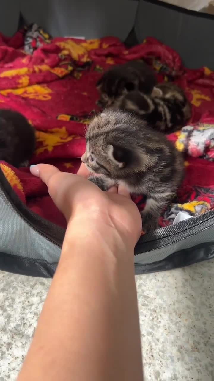 Mixed Breed cats for sale: Kittens for Sale  - Video 2