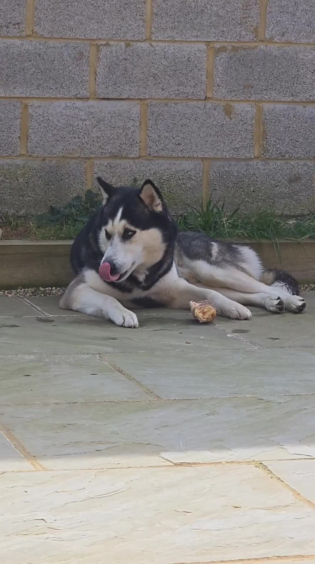Siberian Husky dogs for sale: Stunning Pure siberian husky pups - Video 1