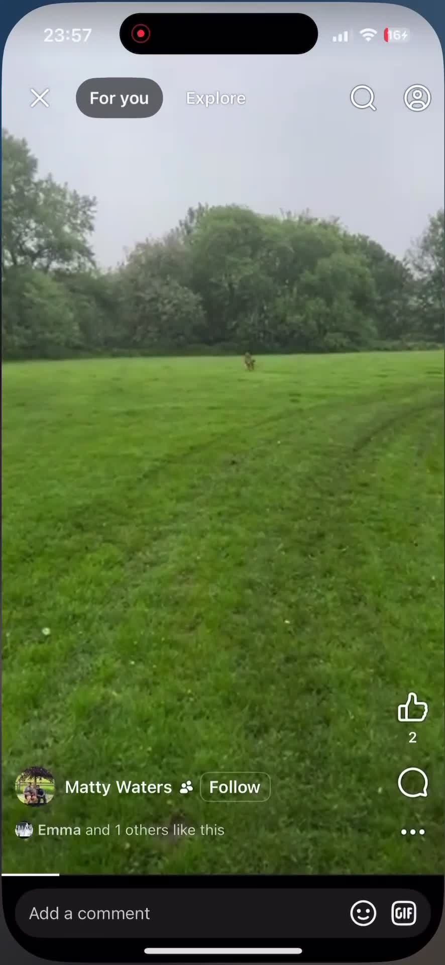 Belgian Shepherd Dog dogs for sale: Belgian Malinois Male Leeds - Video 1