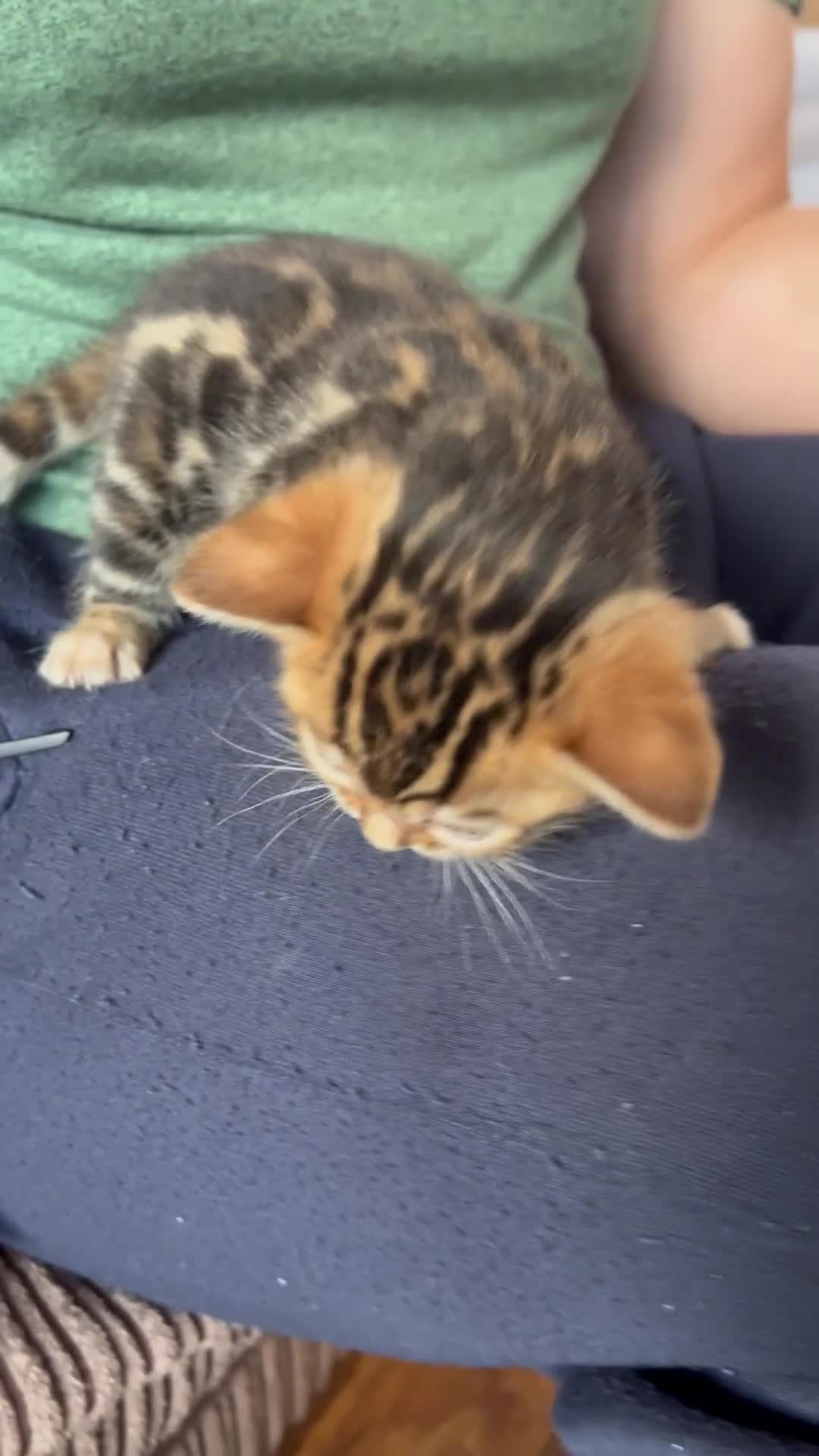 Bengal cats for sale: Bengal kittens  - Video 5