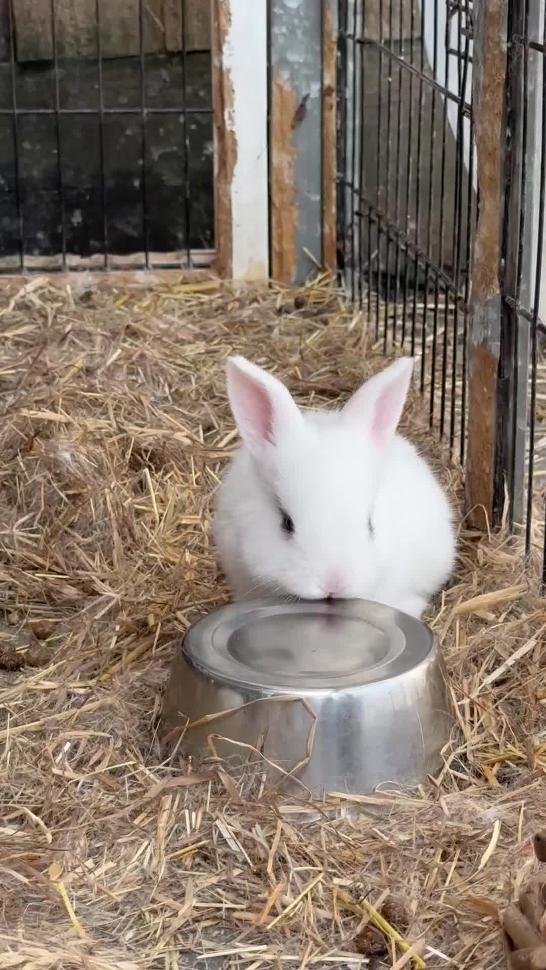 English Lop rabbits for sale: Last Baby bunny  - Video 1
