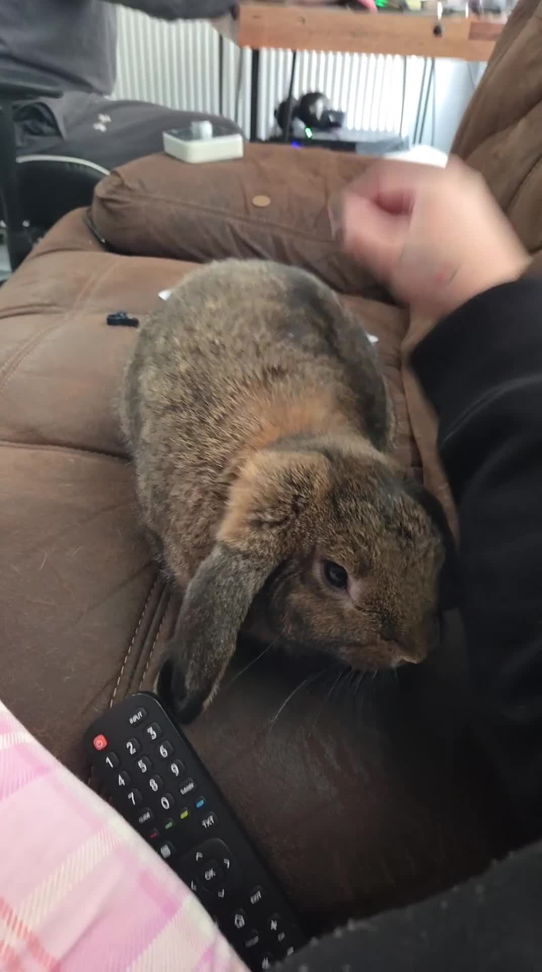 French Lop rabbits for sale: Austin the French lop 💙 - Video 1
