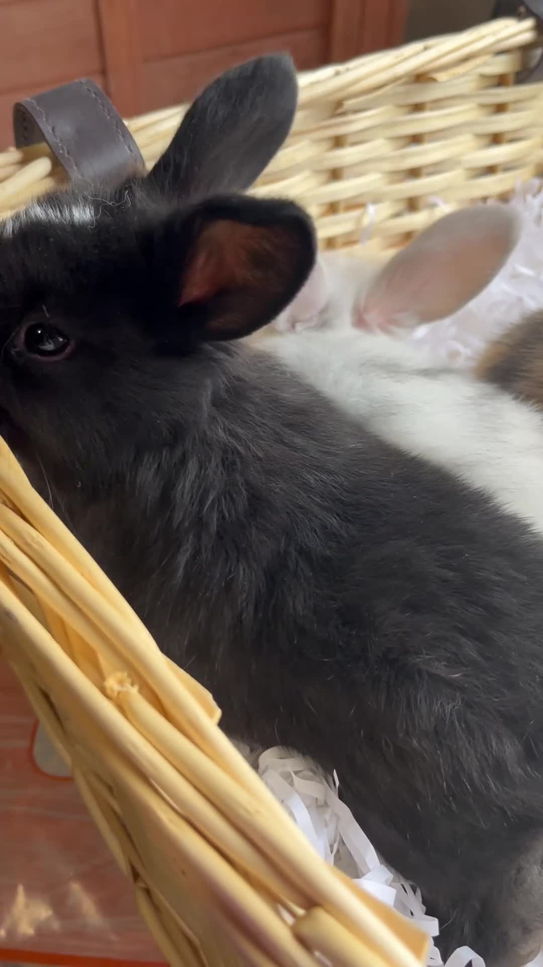 Mini Lop rabbits for sale: Early Summer 2026 - Video 1