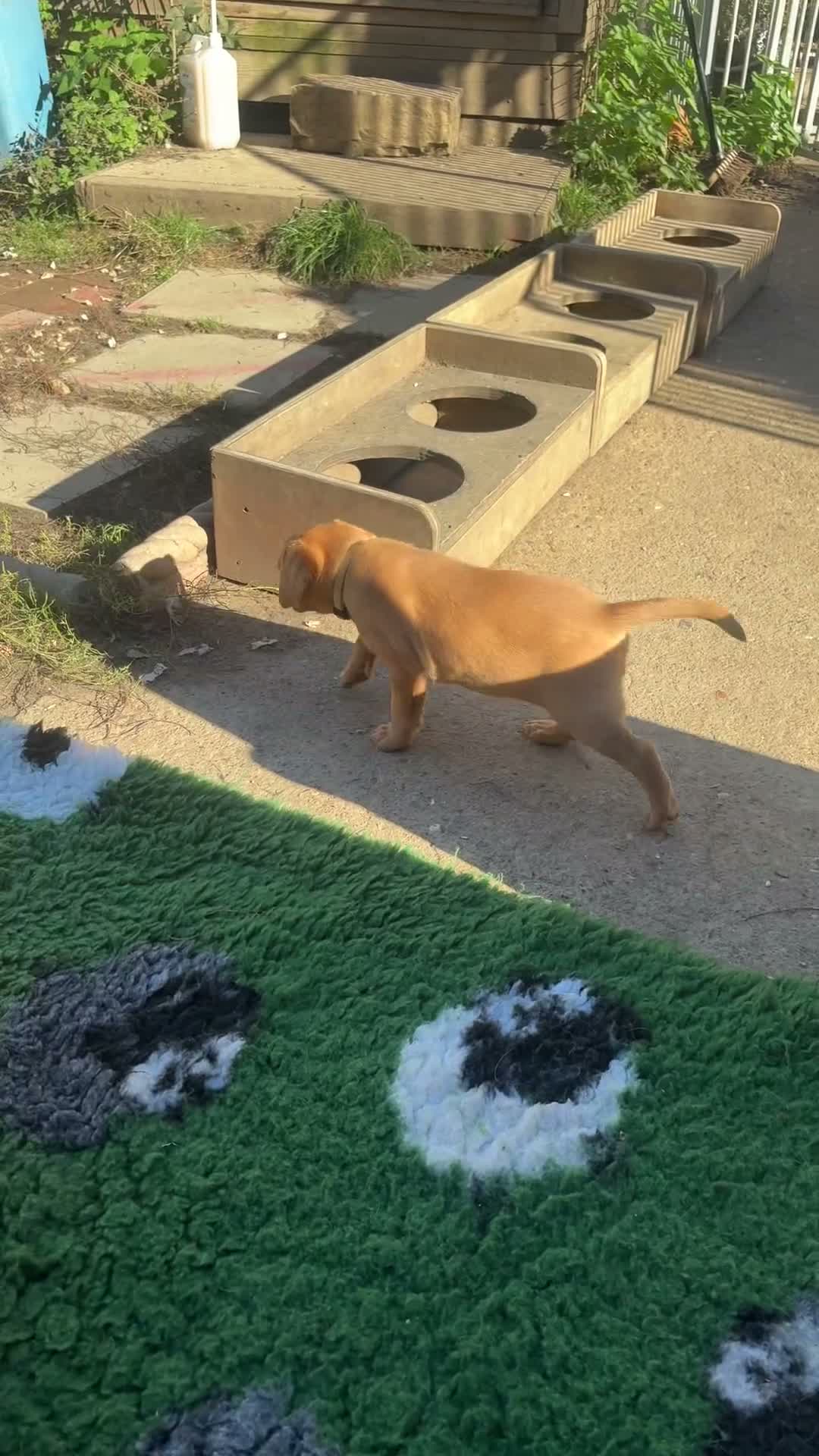 Labrador Retriever dogs for sale: RKC health checked working Labradors  - Video 2