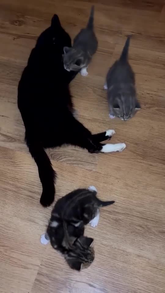 Mixed Breed cats for sale: 2 Grey (blue) and one darker tabby kittens  - Video 1