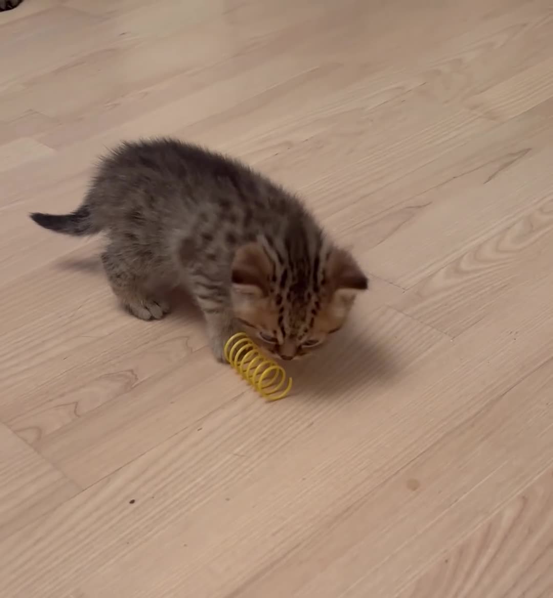 British Shorthair cats for sale: British Shorthair boys  - Video 2