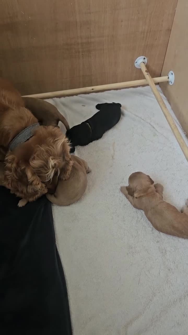 Cocker Spaniel dogs for sale: KC Reg Cocker Spaniel Puppies - Video 2