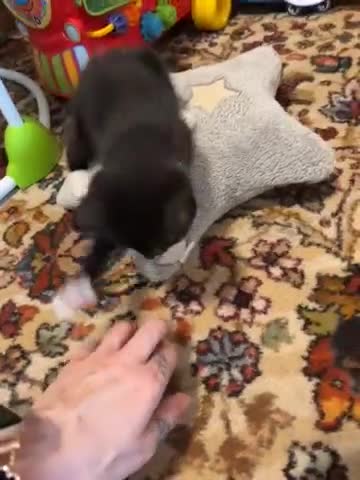 Mixed Breed cats for sale: Little girl  - Video 1