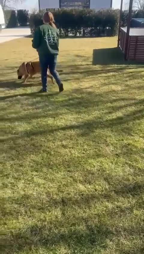 Mixed Breed dogs for adoption: Tara 🐾✨A Lifetime Waiting for One Yes - Video 3