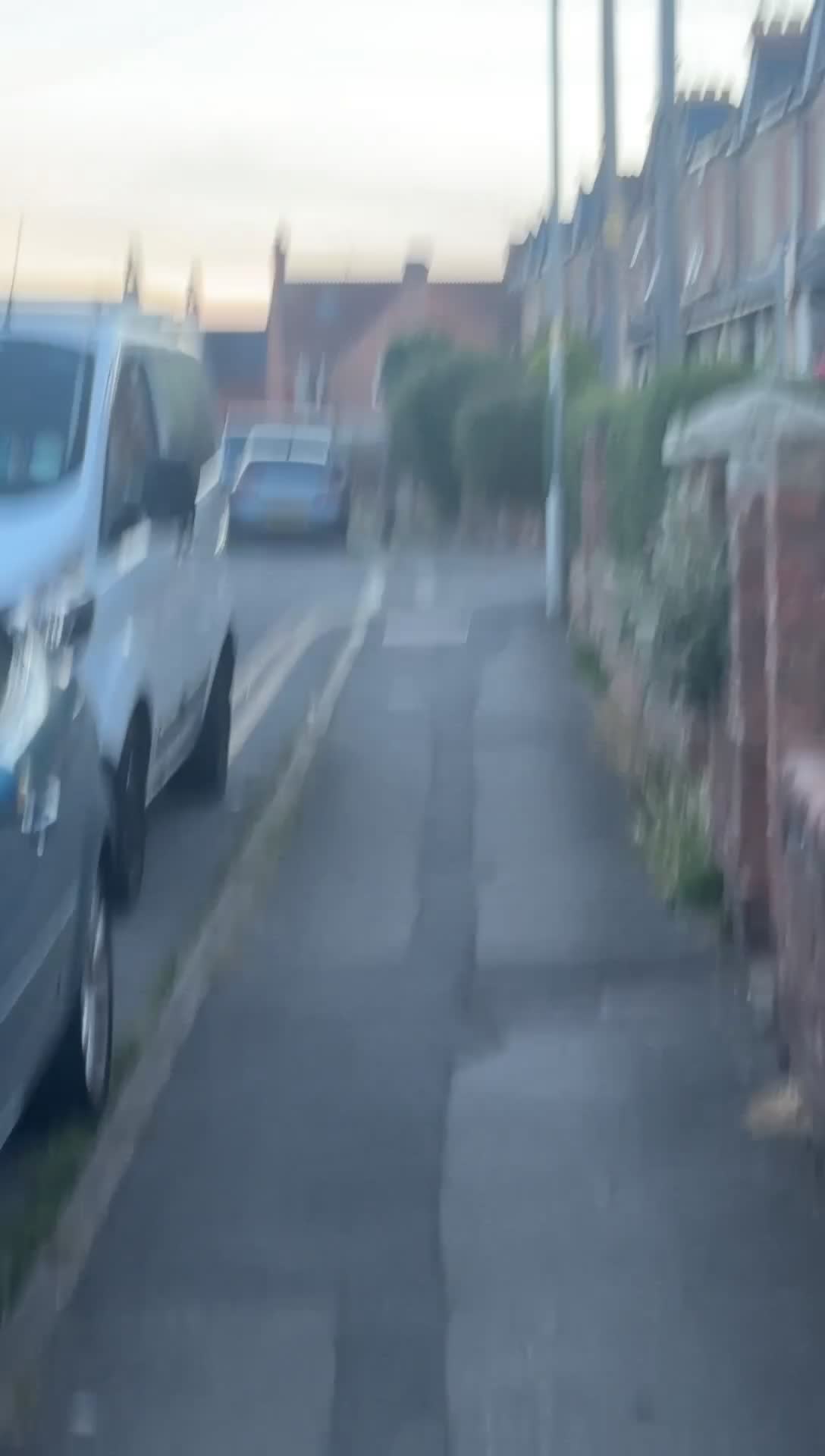 Saluki dogs for stud: Stud saluki  in Yeovil - Video 1