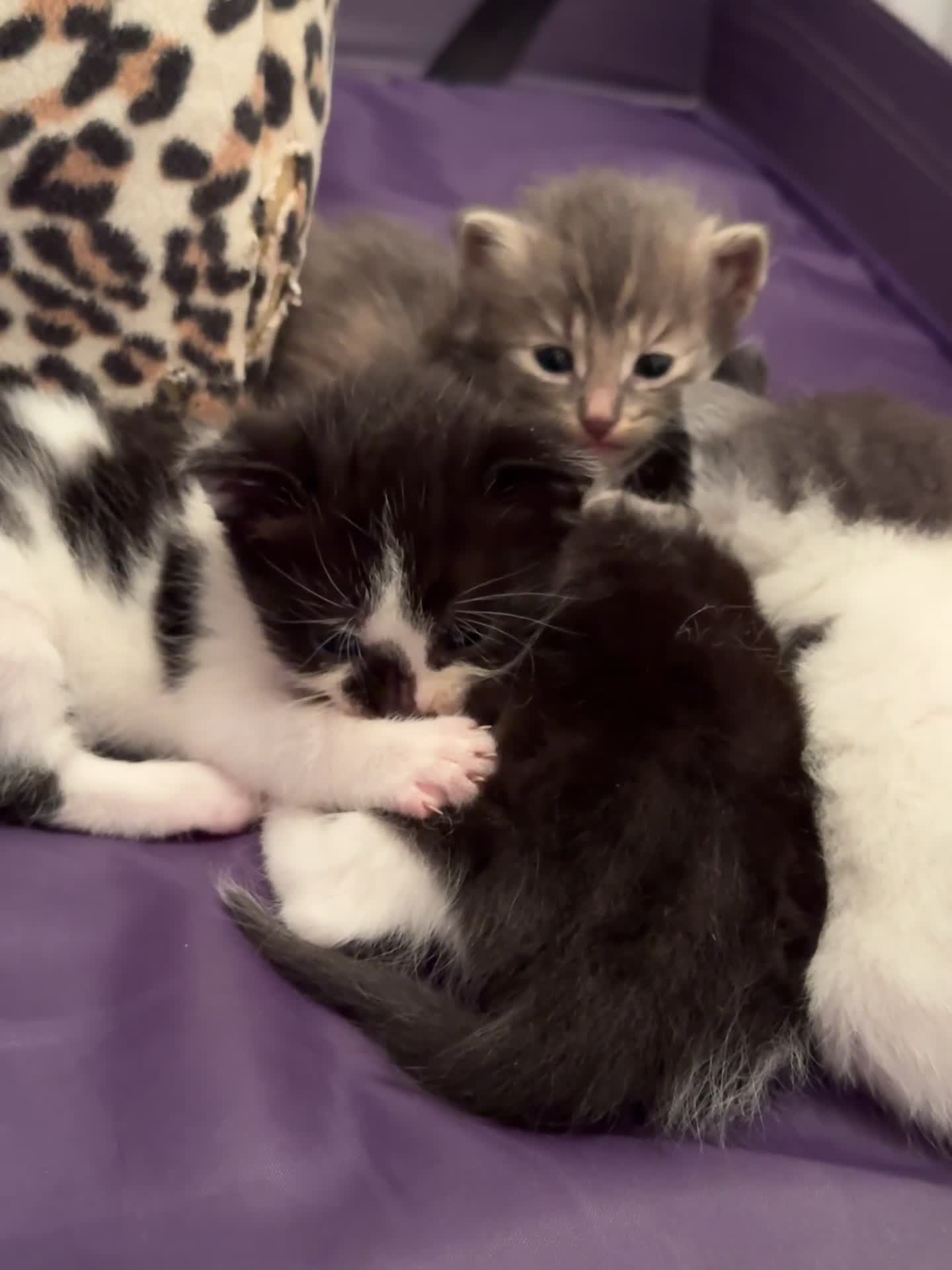 Mixed Breed cats for sale: Kittens 2 males 1 female for sale  - Video 1