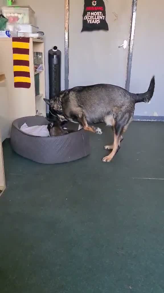 Mixed Breed dogs for sale: Luna 7yo  in Downham Market - Video 1