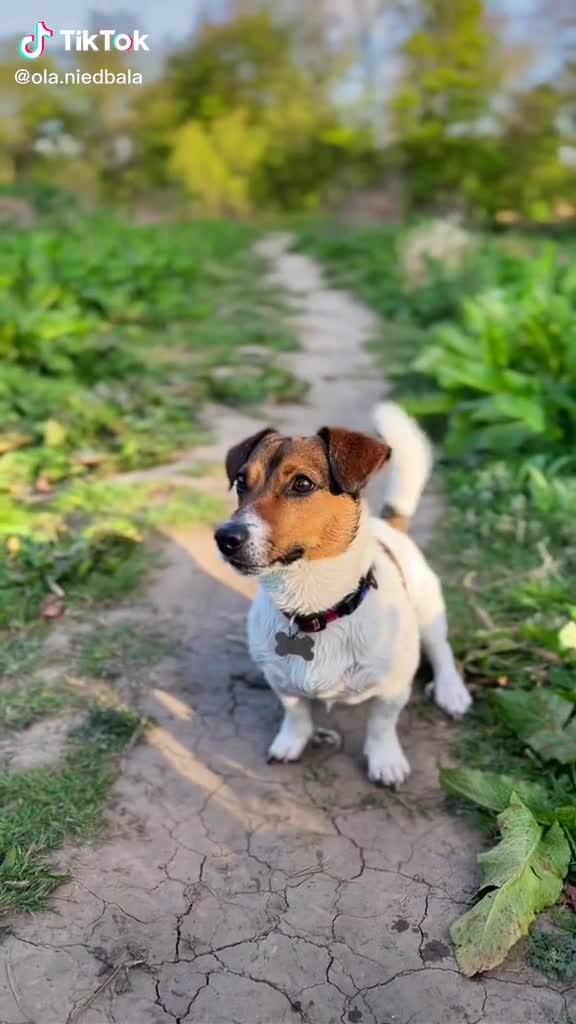 Jack Russell dogs for stud: Jack Russel For stud in Liverpool - Video 1