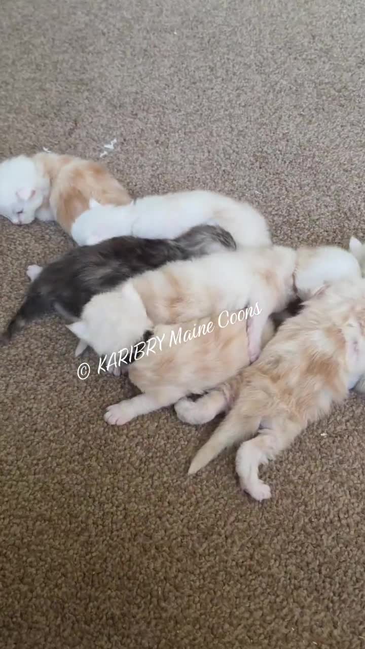 Maine Coon cats for sale: Red Shaded, large TICA registerd  in Okehampton - Video 1