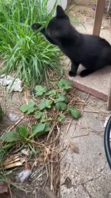 British Shorthair cats for sale: 1 half british shorthair kittens - Video 3