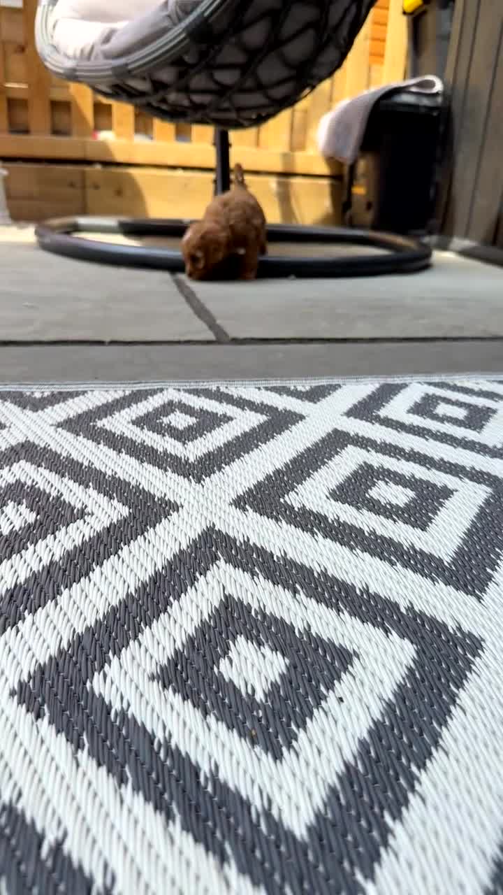 Cavapoo dogs for sale: 🏆REDUCED READYNOW F1🥰dna health clear parents🩷  - Video 1