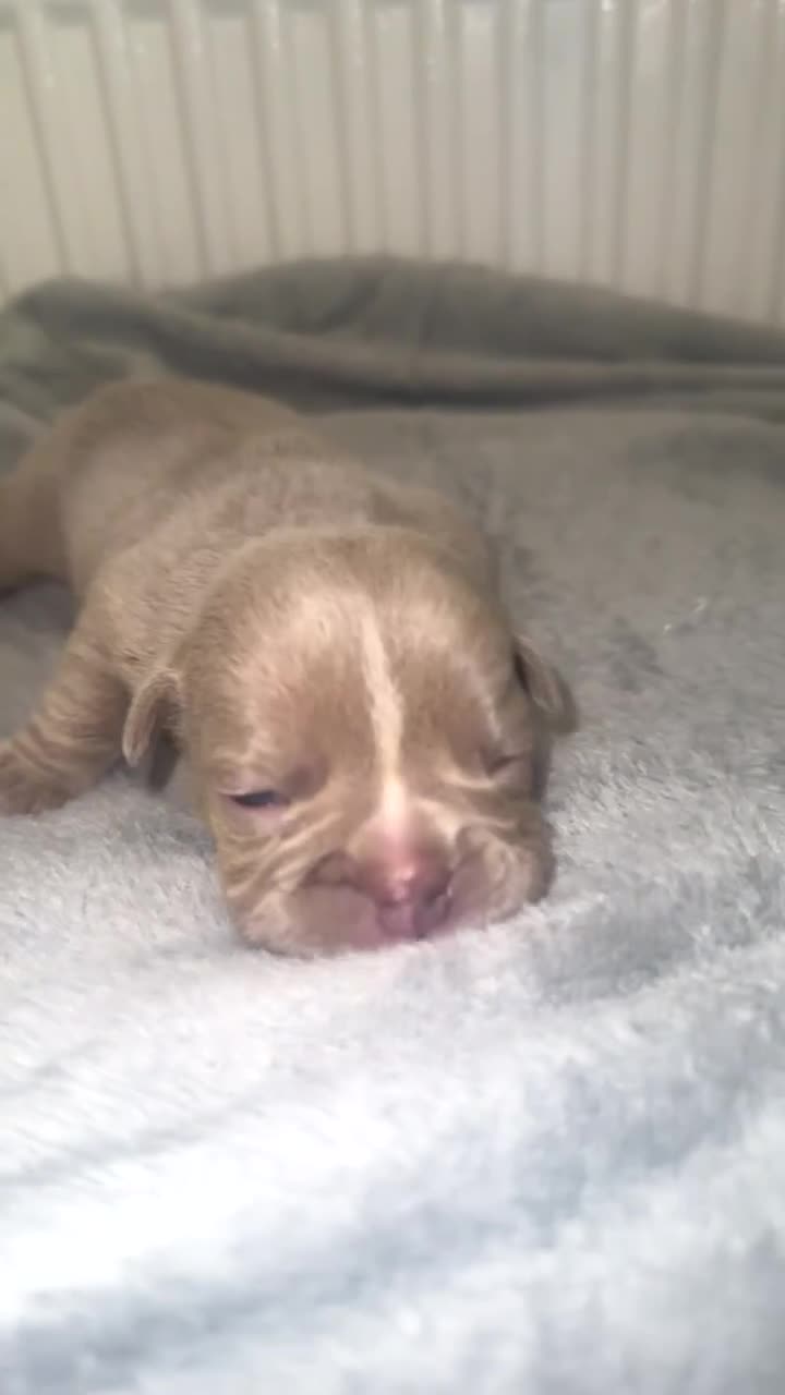 English Bulldog dogs for sale: ‼️ENGLISH BULLDOG PUPS WITH AMERICAN BLOODLINE‼️ - Video 2