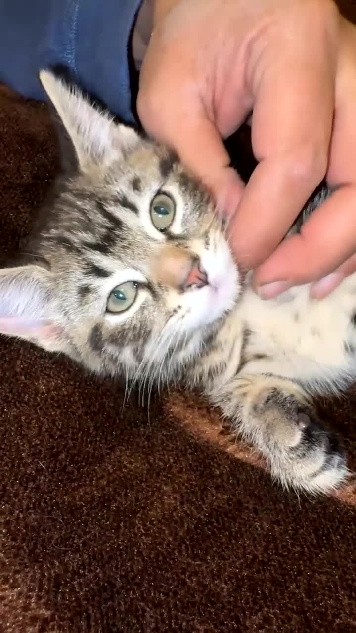 Mixed Breed cats for sale: British short hair mixed breed kittens.🩷 - Video 1