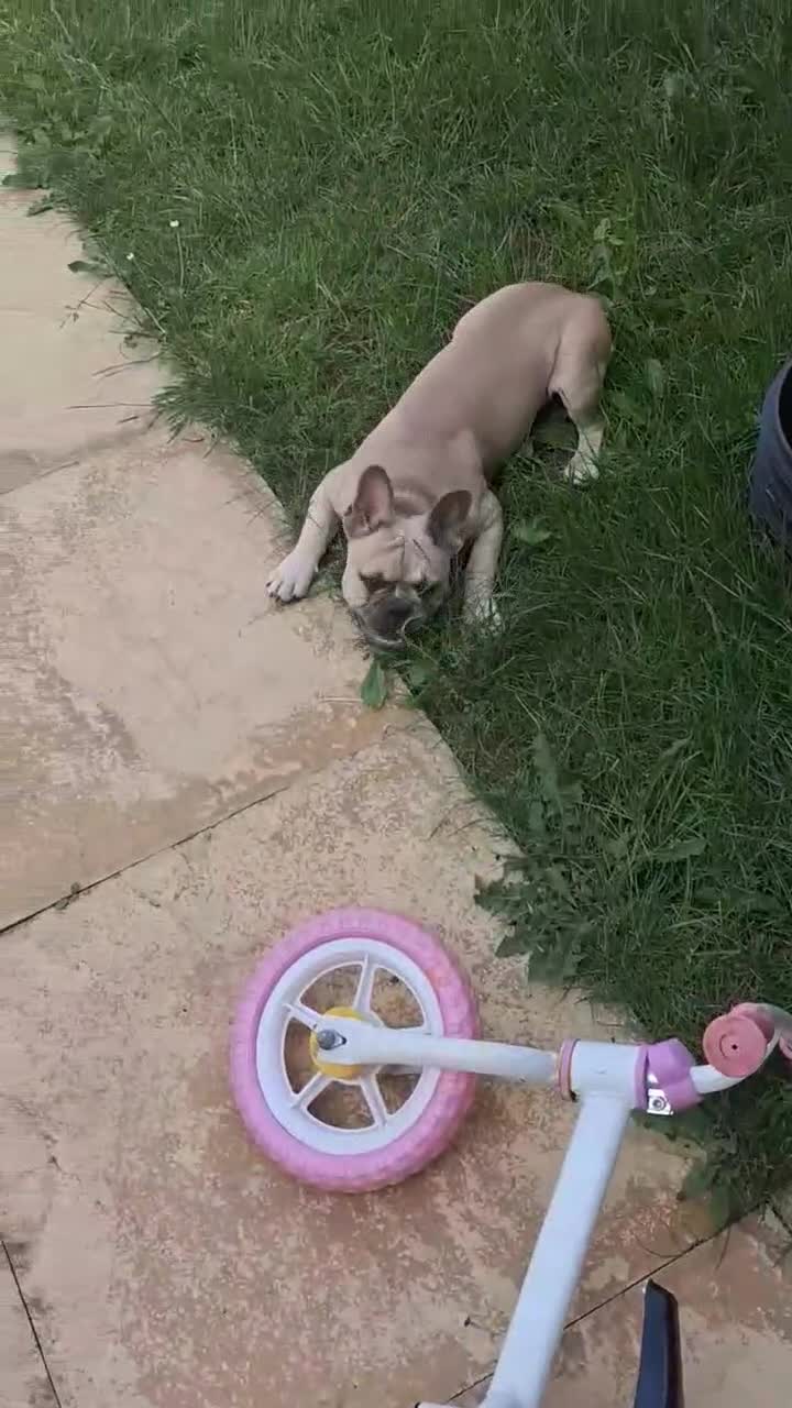 French Bulldog dogs for sale: French Bulldog for Sale - Video 3