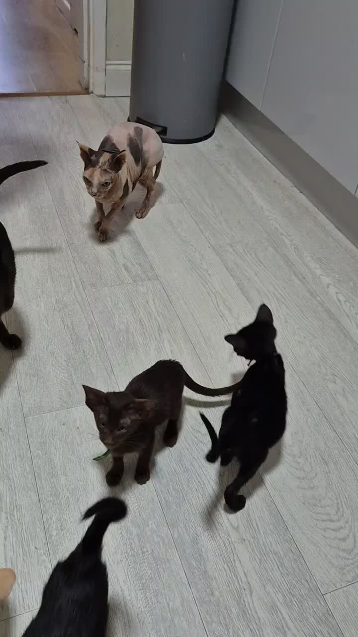 Oriental cats for sale: No Expense Spared.  - Video 3