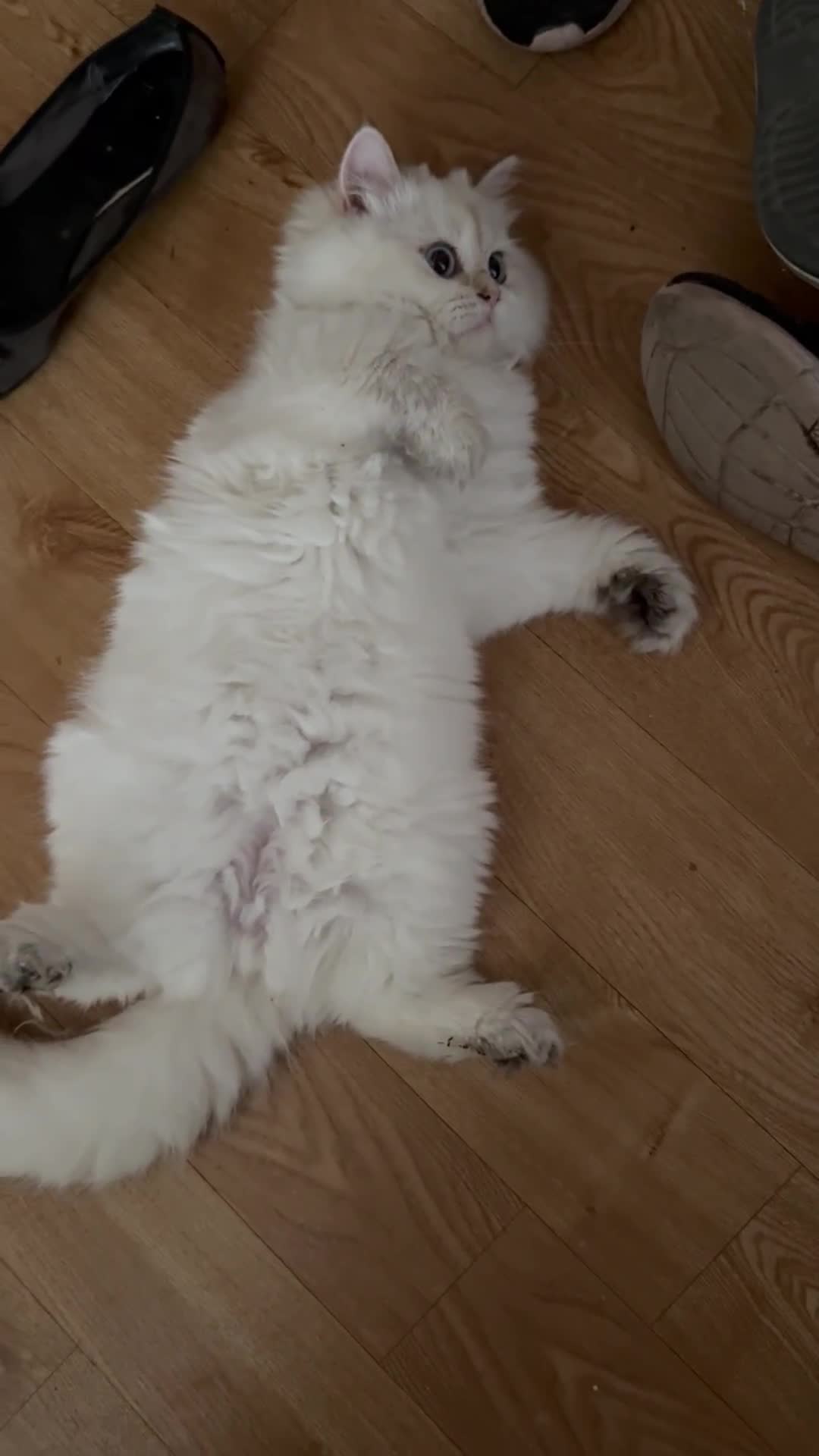 British Longhair cats for sale: British Longair and Shorthair Kittens for sale - Video 2