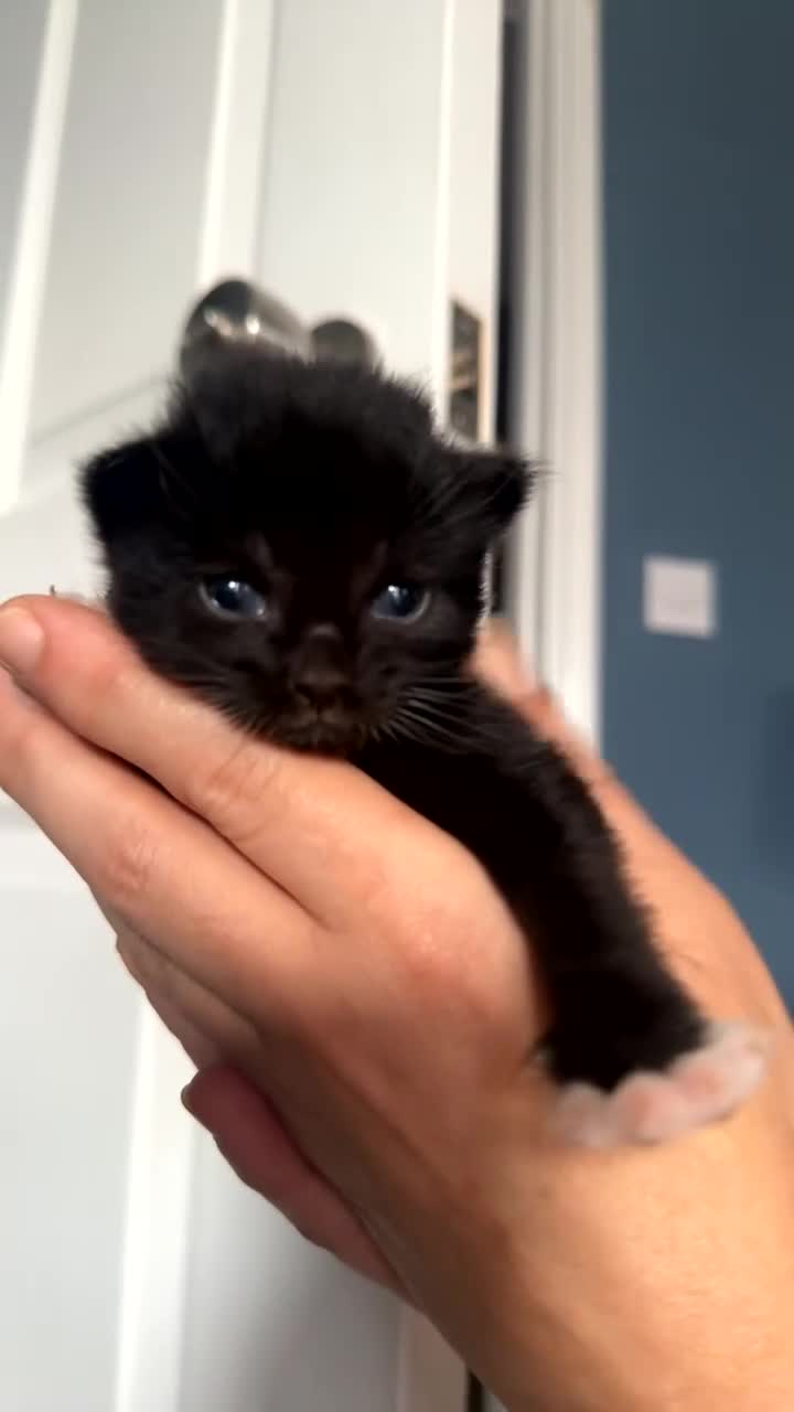Mixed Breed cats for sale: Mixed breed black and white kittens - Video 4