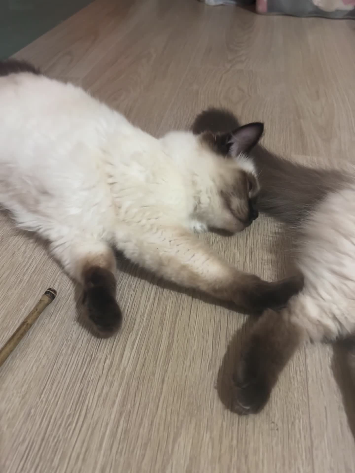 Ragdoll cats for sale: ONLY 2 MALE FULLBRED CHOCOLATE POINTS LEFT🐱🐾💖 in Manchester - Video 4