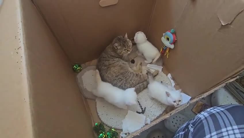 British Shorthair cats for sale: That's my house pets kids  - Video 1