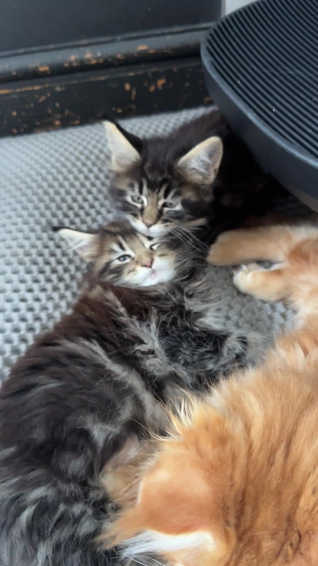 Maine Coon cats for sale: Outstanding Russia lines baby boys  - Video 1
