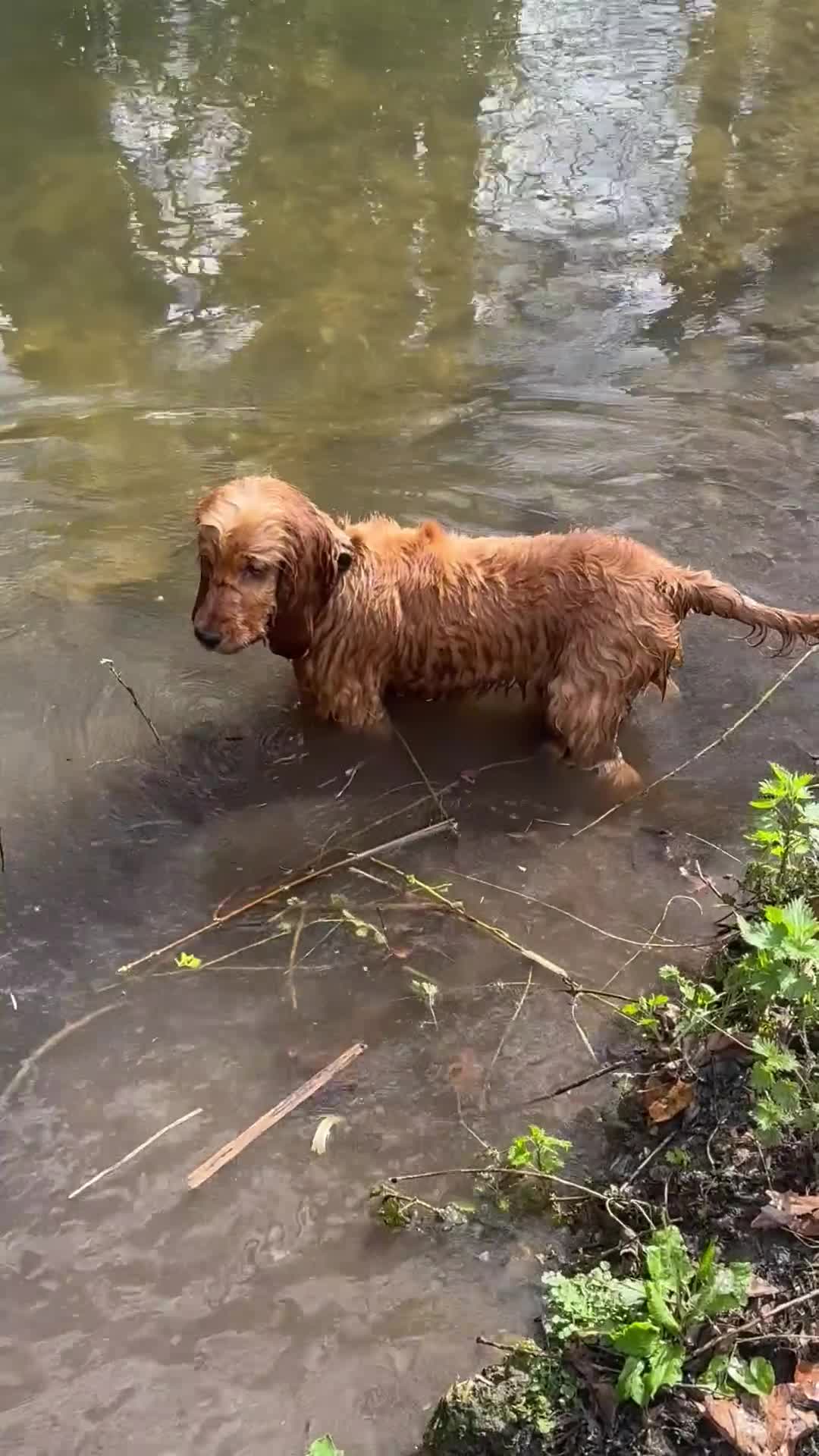 Cocker Spaniel dogs for sale: Beautiful Summer - Video 1