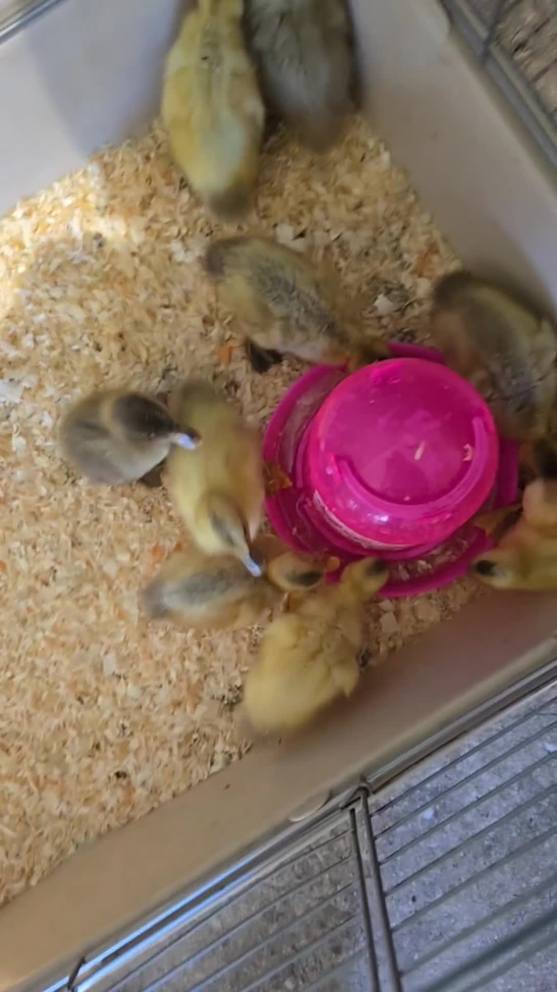 Ducks poultry for sale: 6X runner duck hatching eggs - Video 1