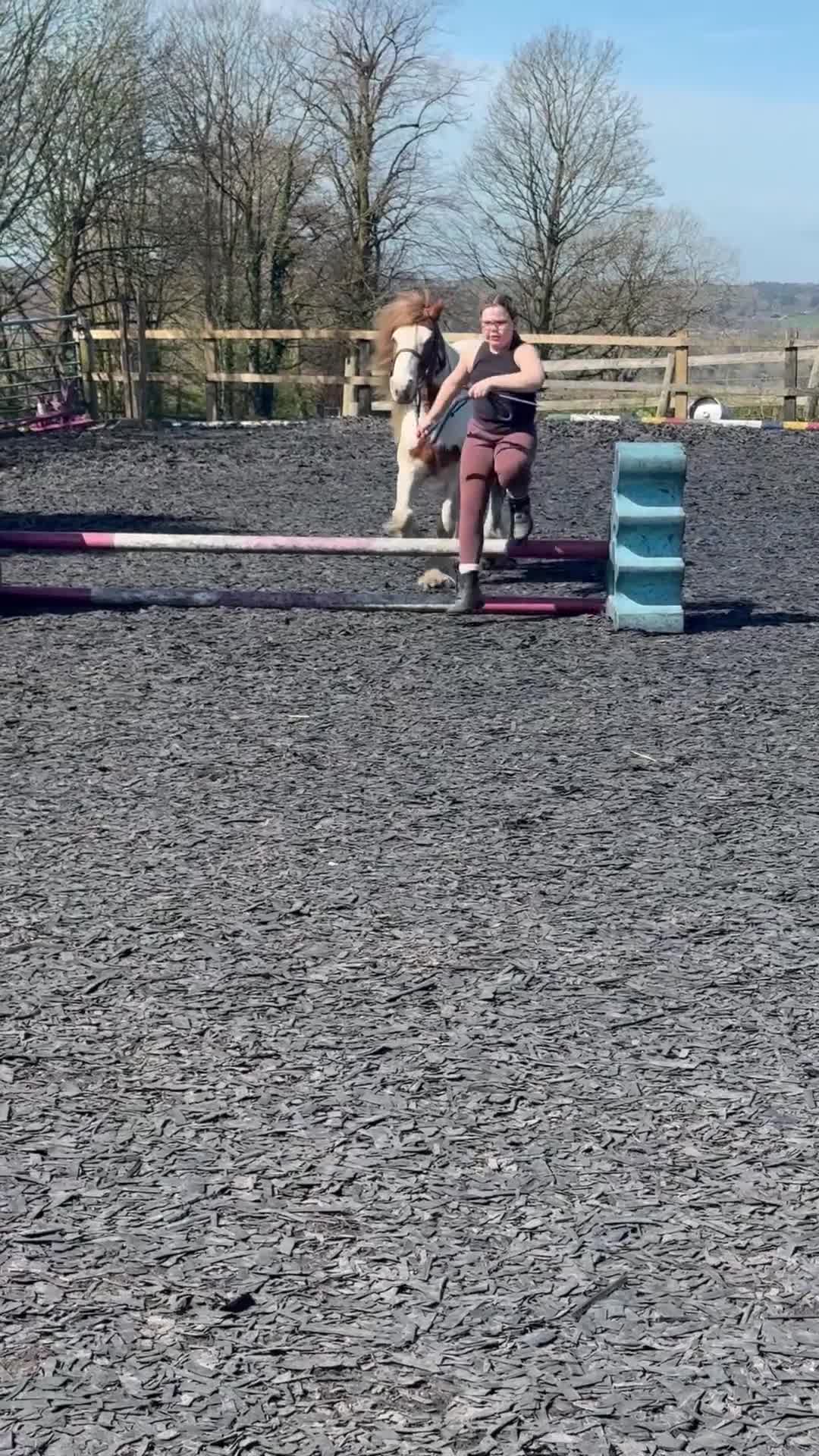 Irish Cob horses for sale: Spirit in Macclesfield - Video 5
