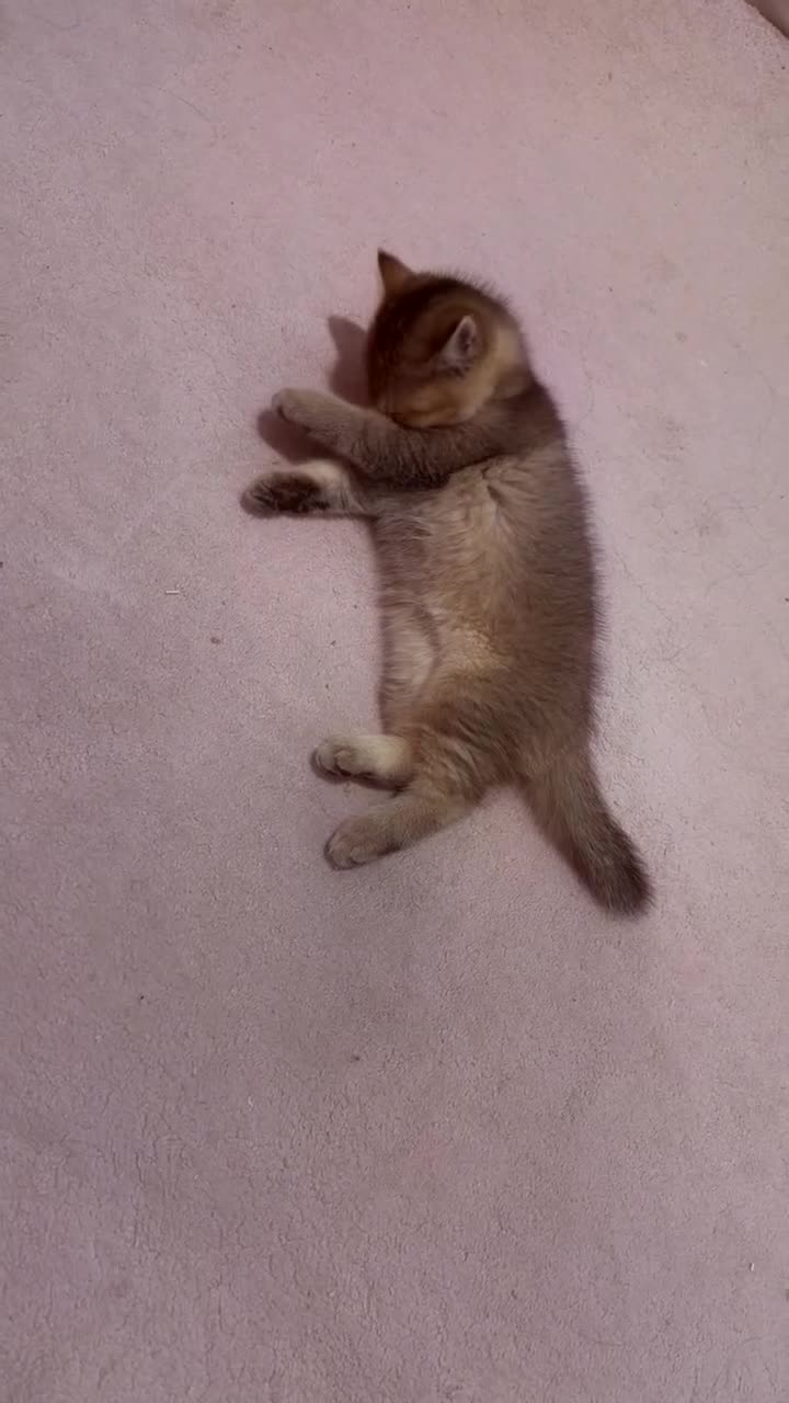 British Shorthair cats for sale: BSH + Persian Kittens - Video 5