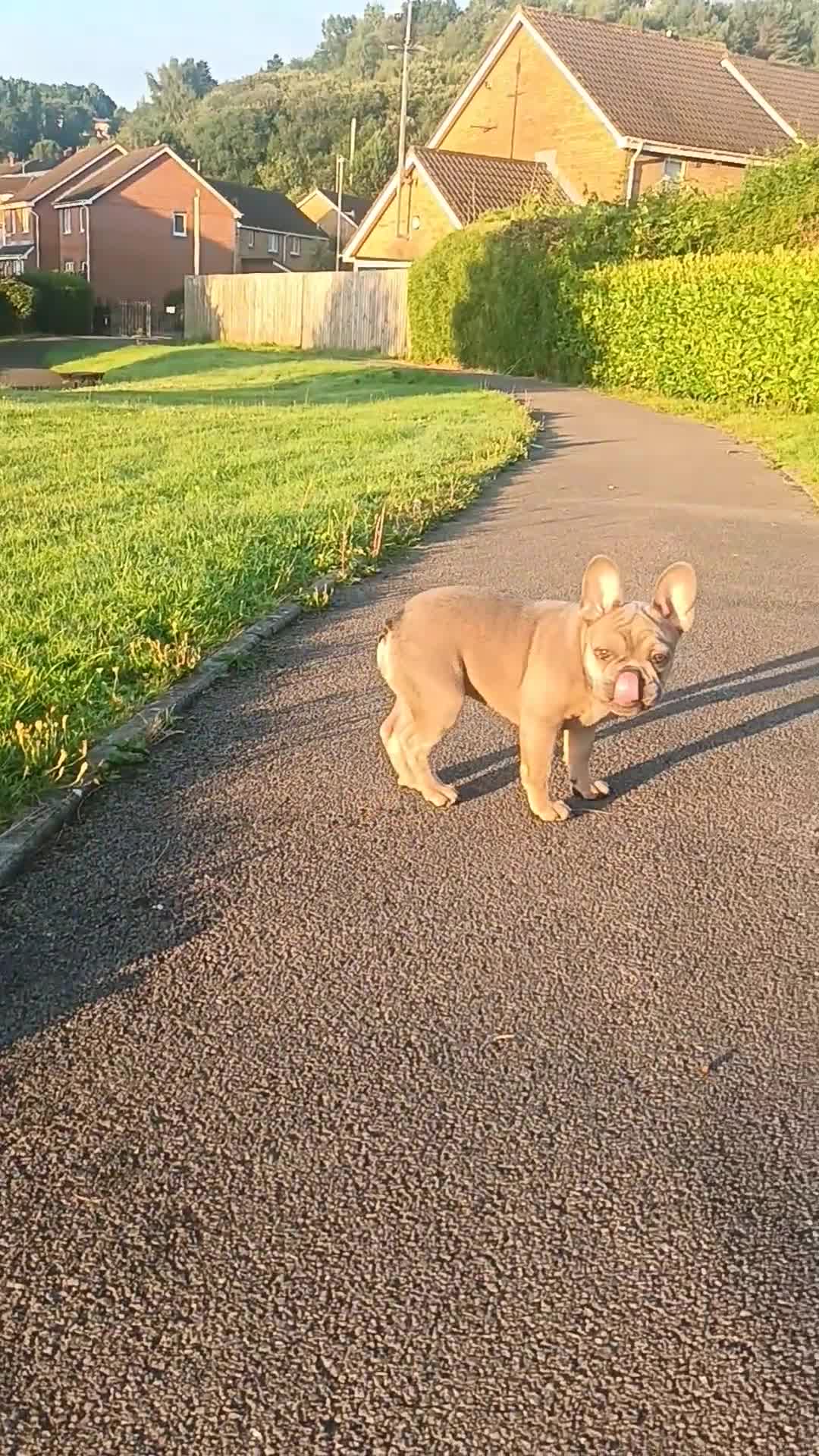 French Bulldog dogs for sale:  Last 2 puppies for  700 !!!   💕🐶 in Swansea - Video 4