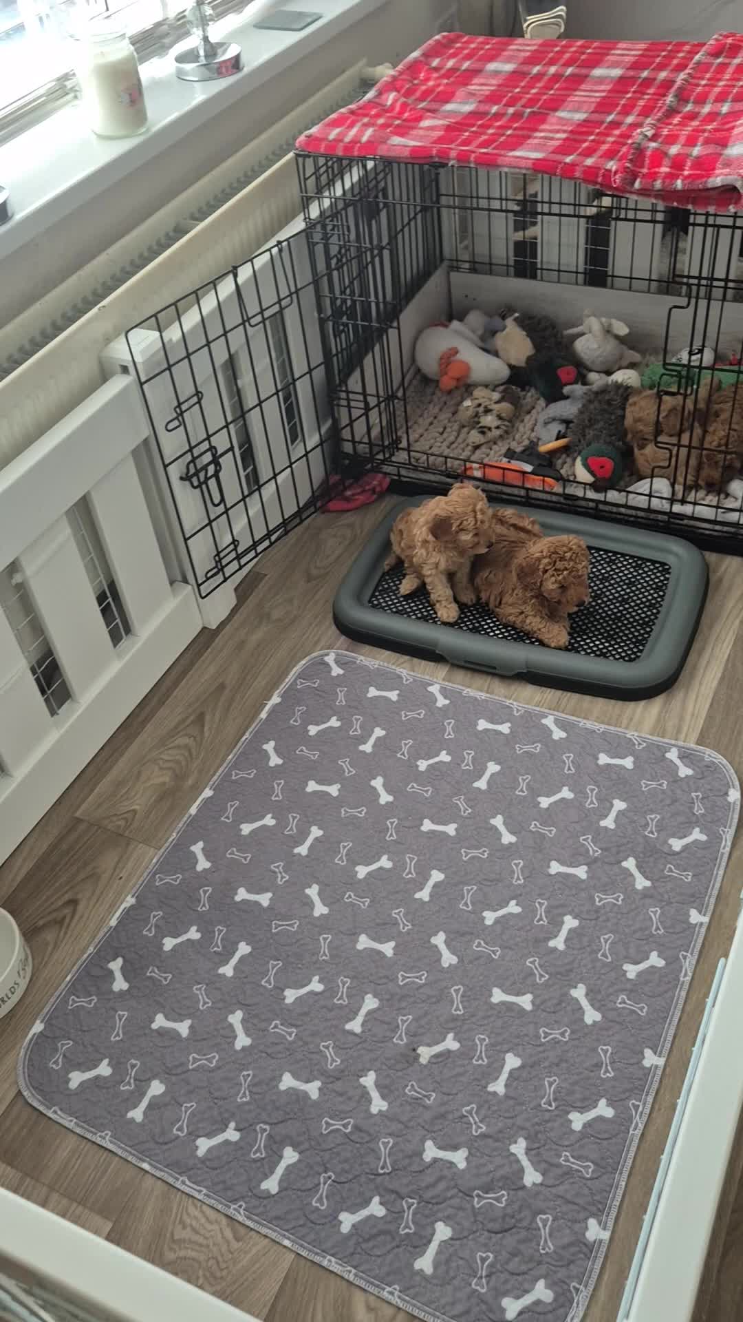 Cavapoo dogs for sale: F1B EXTENSIVELY HEALTH TESTED CAVERPOO PUPS - Video 1