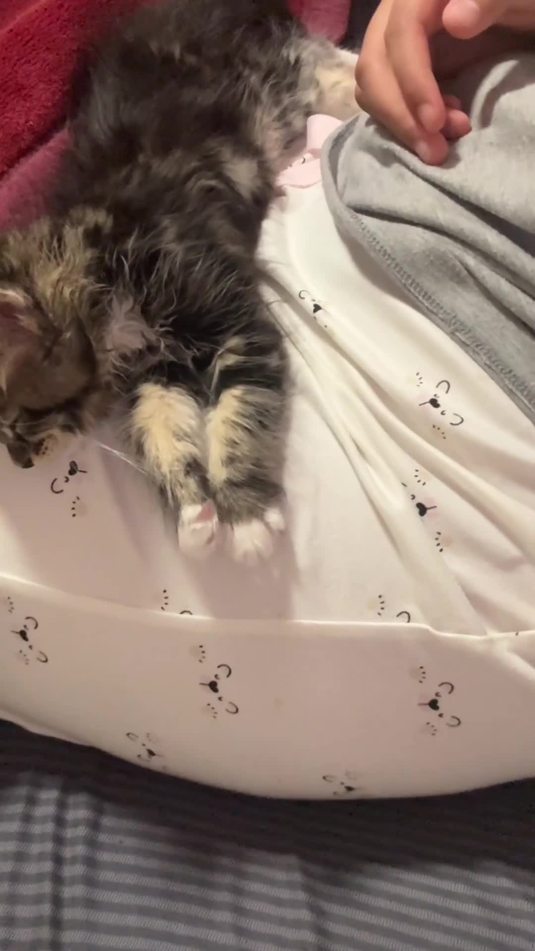 Maine Coon cats for sale: MaineCoon x Tabby Girl–Premium Line, 10 Weeks Old  - Video 1