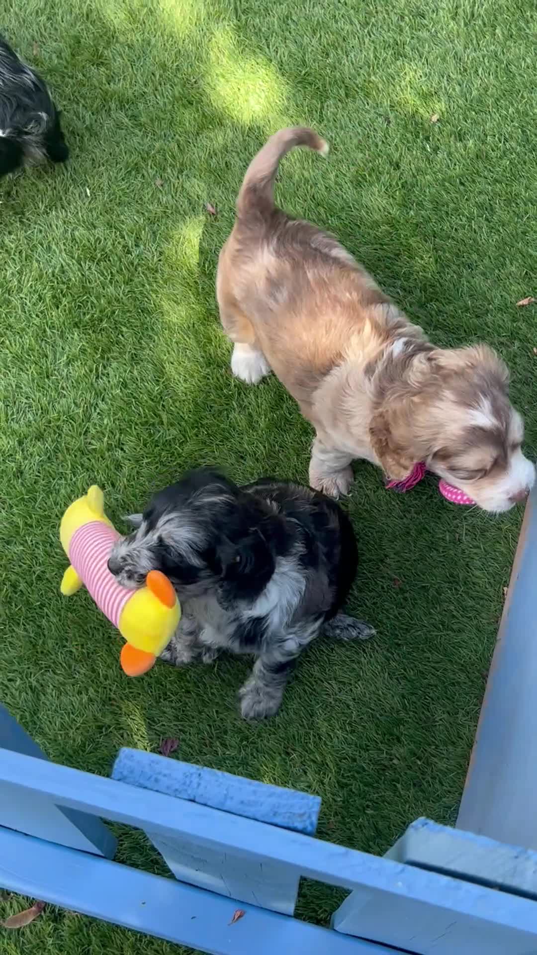 Cockapoo dogs for sale: Beautiful Cockapoo Puppies  - Video 1