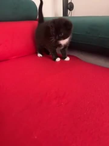 Mixed Breed cats for sale: Scottish fold mixed breed - Video 5