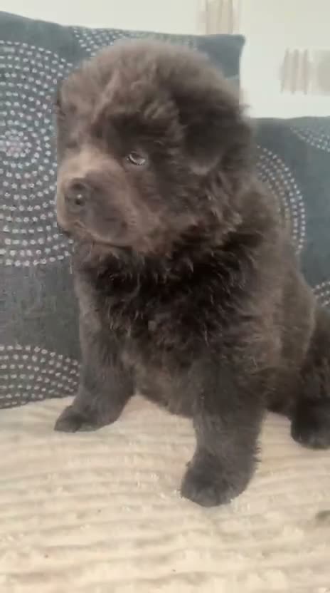 Chow Chow dogs for sale: Blue chow chow rare DNA - Video 2