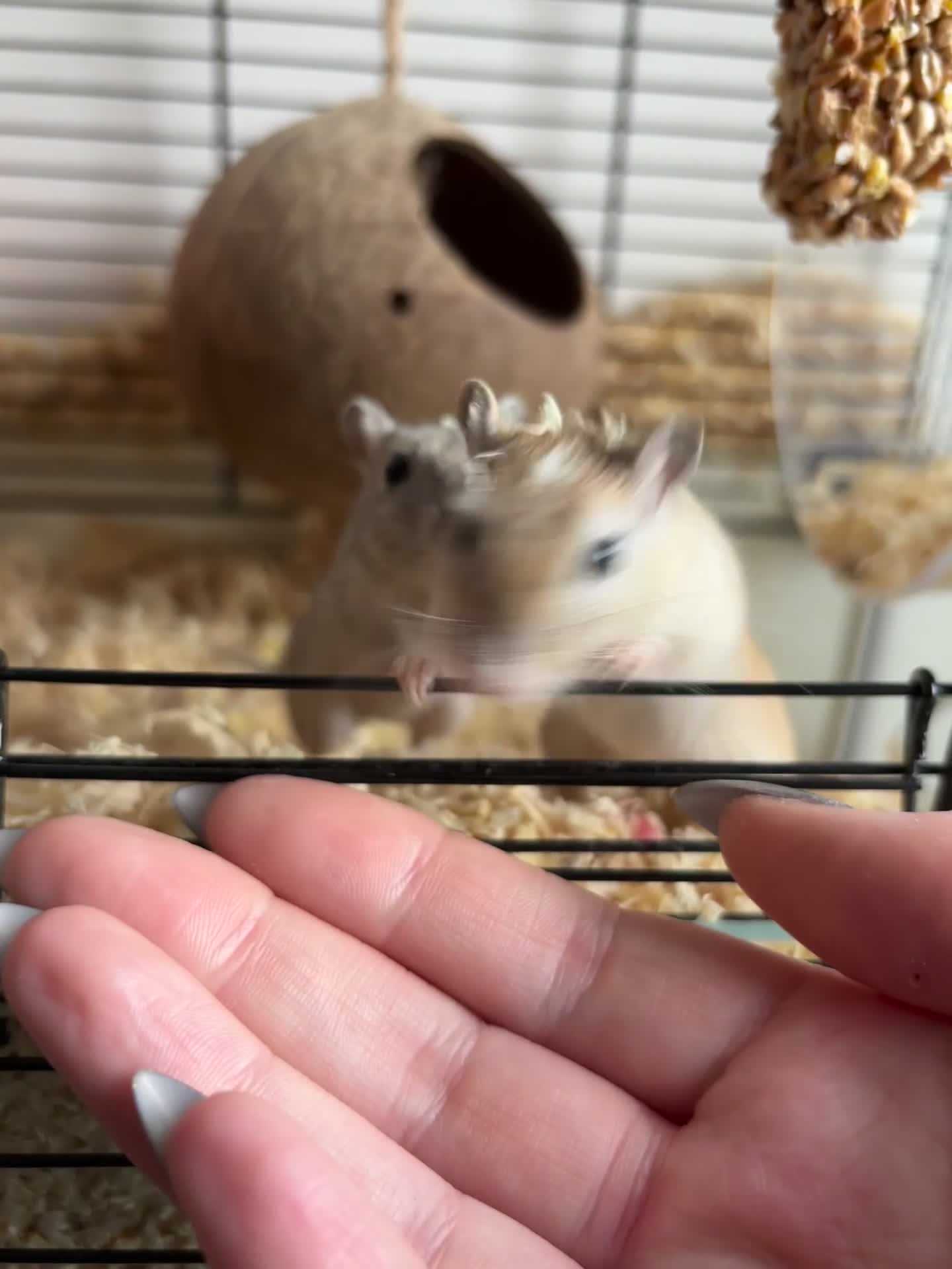 Gerbil rodents for sale: Two gerbil girls - Video 4