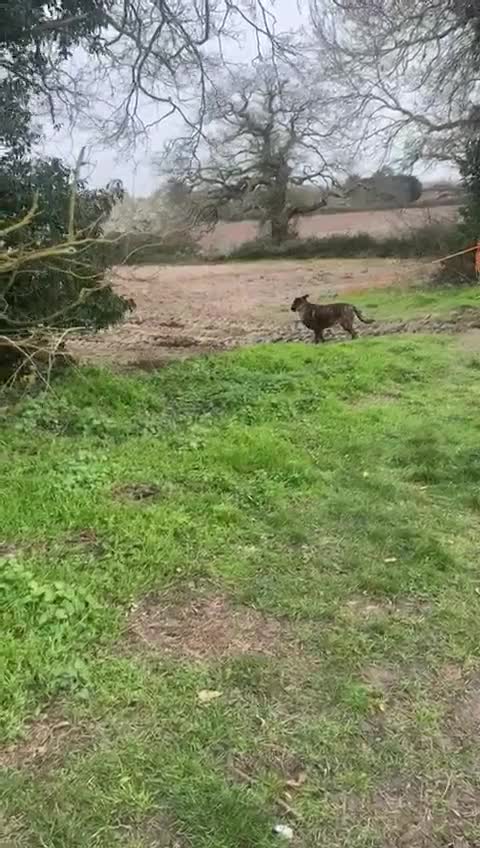 Mixed Breed dogs for adoption: Roxy ready for a quite life in St Neots - Video 3