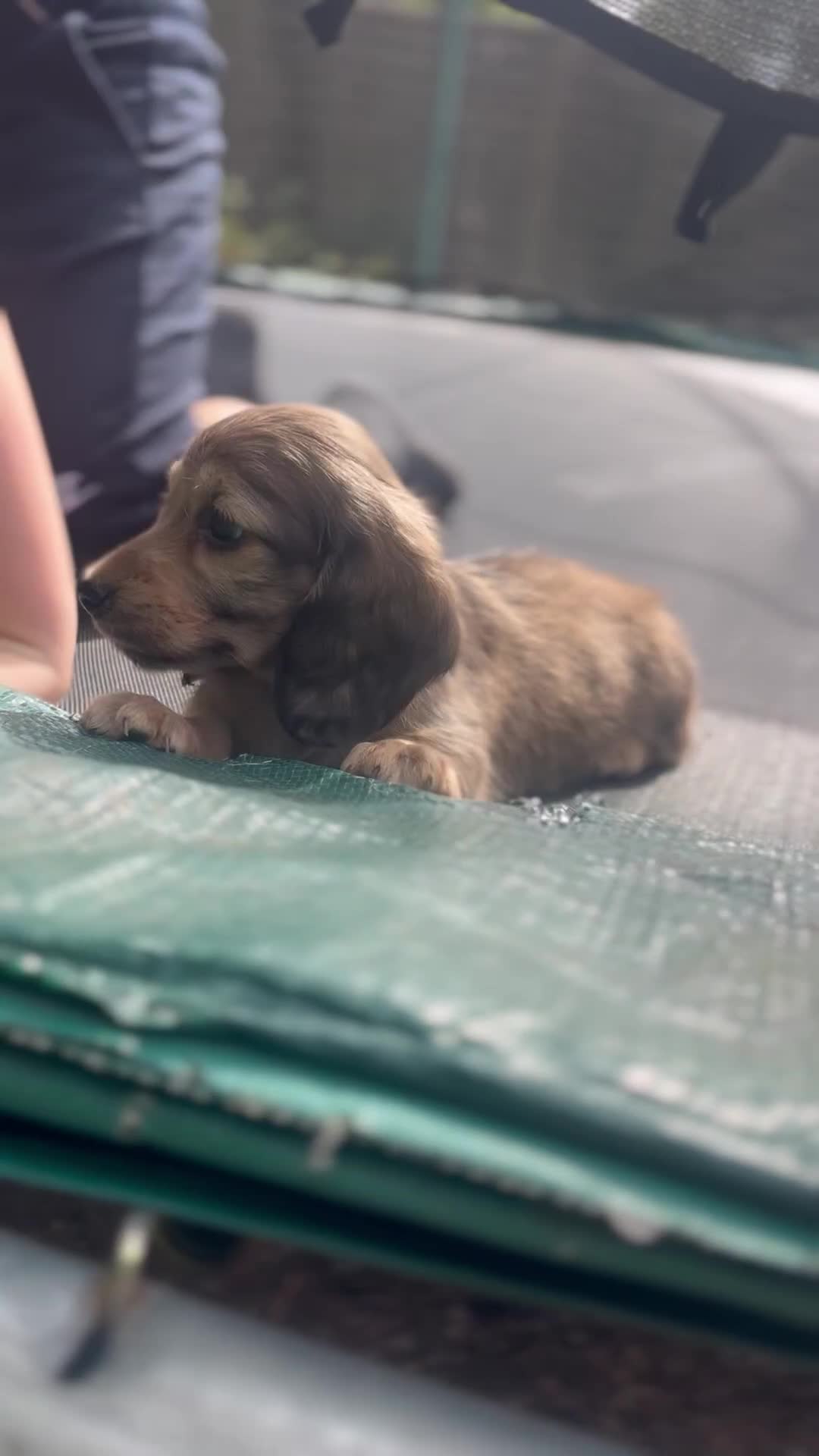 Miniature Dachshund dogs for sale: Highest quality champion line cream long haired  - Video 1