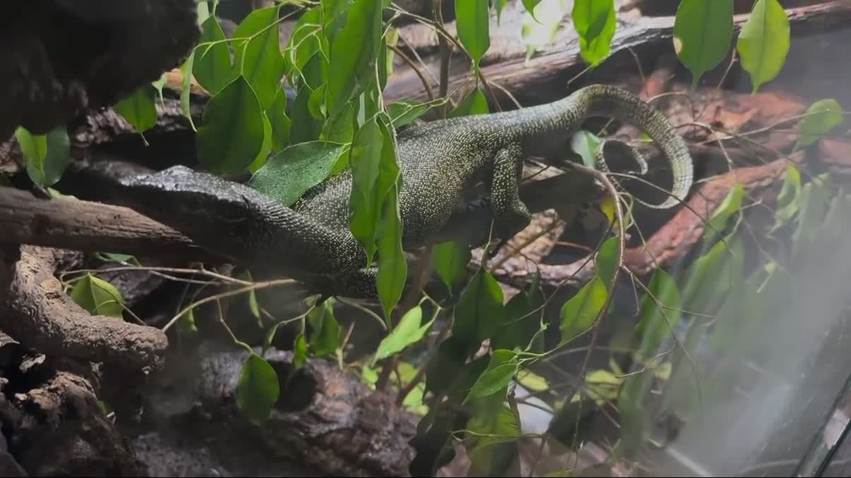 Monitor reptiles for sale: Mangrove monitor in Tamworth - Video 1