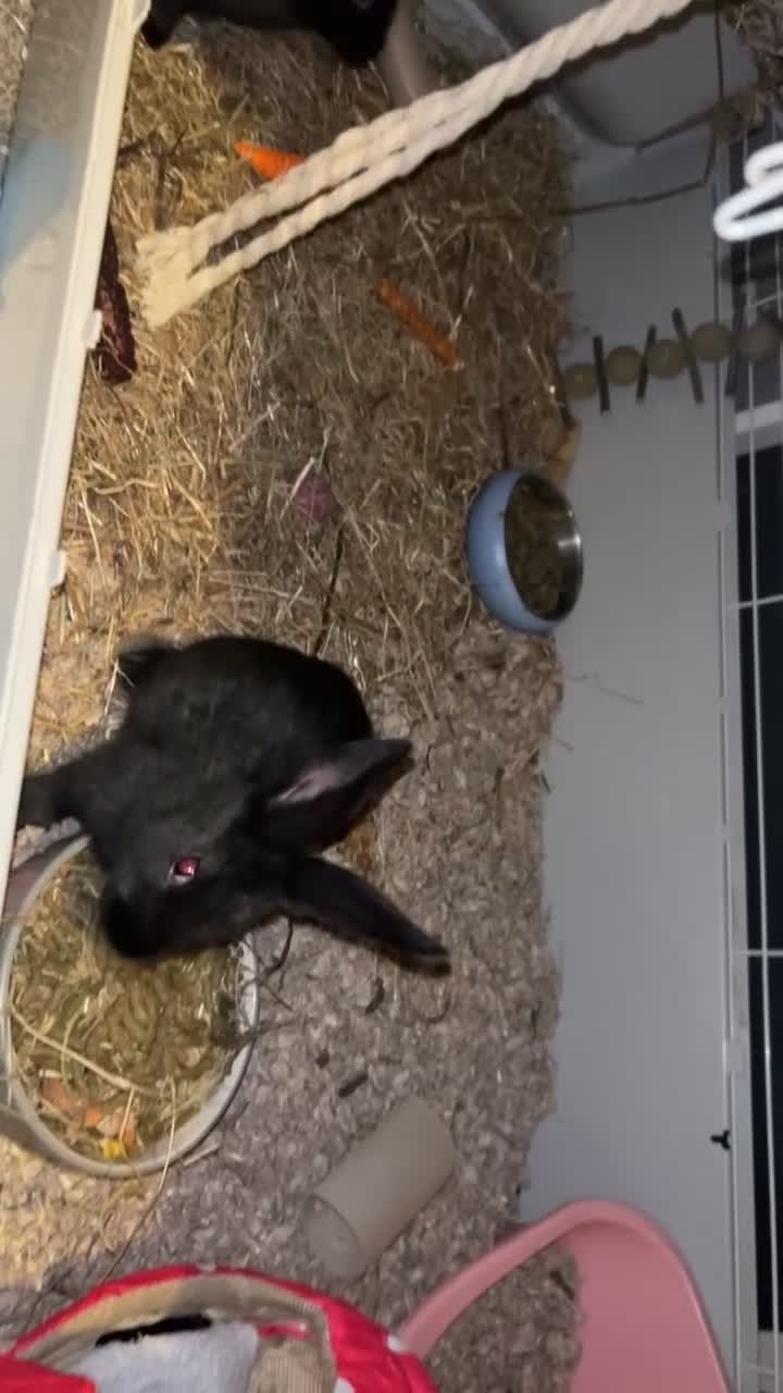 Mixed Breed rabbits for sale: Black Female Rabbit - Video 1