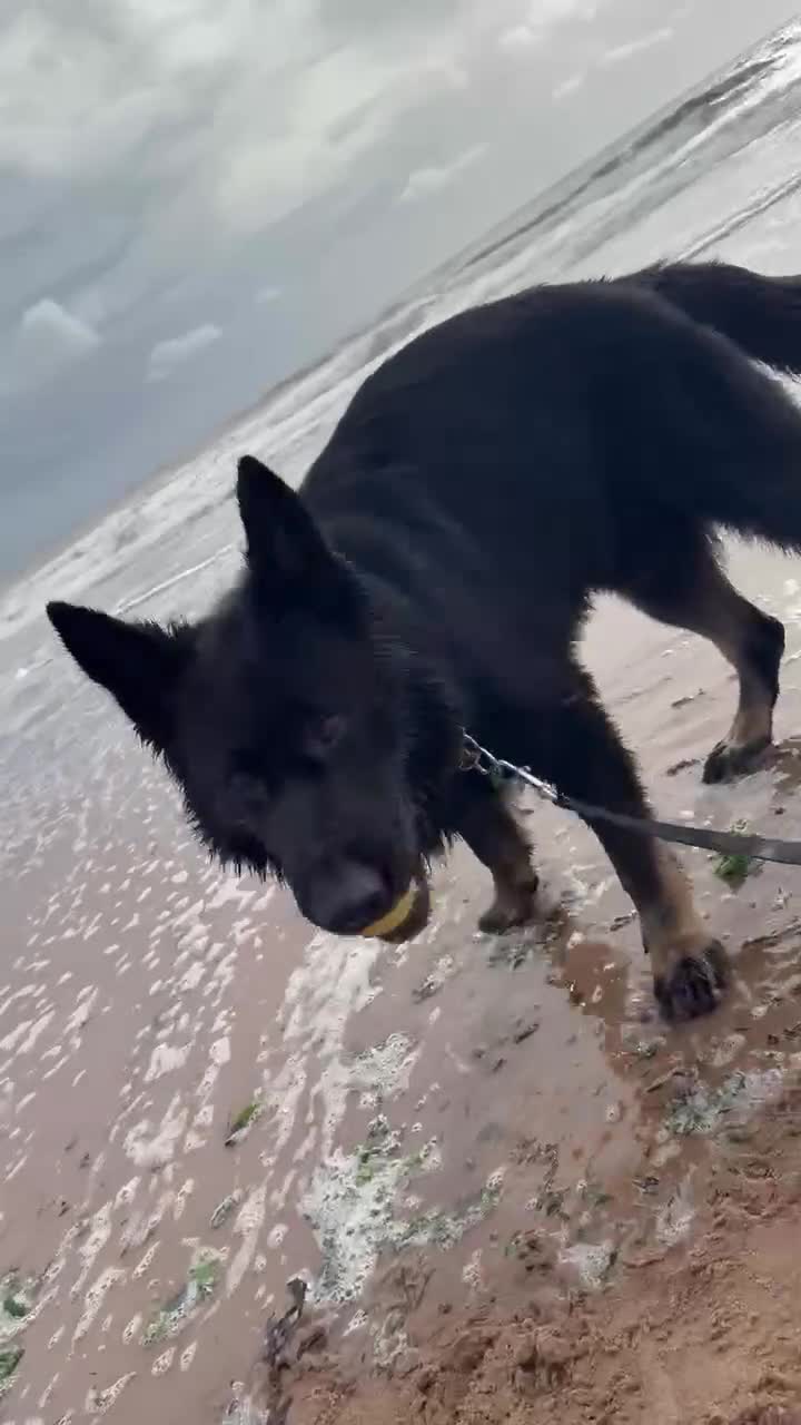 German Shepherd dogs for sale: Rehoming German shephard in Exeter - Video 1