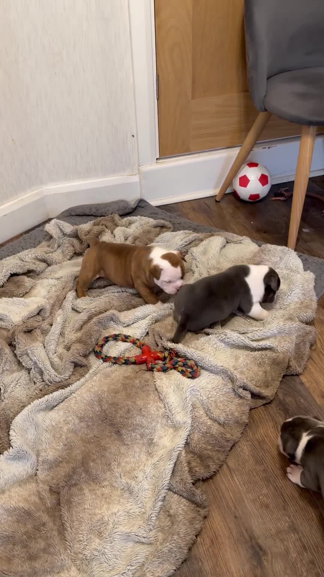 Olde English Bulldogge dogs for sale: Olde English bulldogge f2 - Video 2
